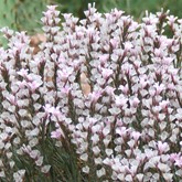 Prickly Thrift